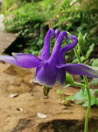 Fotografia da espécie Aquilegia vulgaris subesp. vulgaris