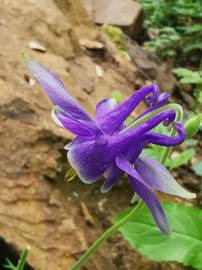 Fotografia da espécie Aquilegia vulgaris subesp. vulgaris