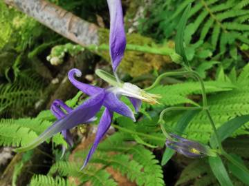 Fotografia da espécie Aquilegia vulgaris subesp. vulgaris