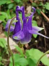 Fotografia da espécie Aquilegia vulgaris subesp. vulgaris