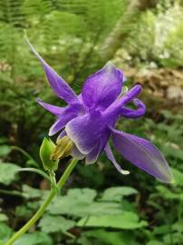 Fotografia da espécie Aquilegia vulgaris subesp. vulgaris