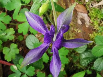 Fotografia da espécie Aquilegia vulgaris subesp. vulgaris