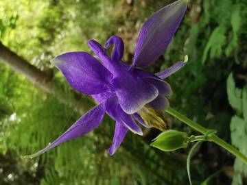 Fotografia da espécie Aquilegia vulgaris subesp. vulgaris