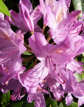 Fotografia 8 da espécie Rhododendron ponticum subesp. baeticum no Jardim Botânico UTAD