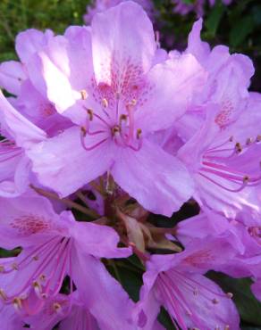 Fotografia 9 da espécie Rhododendron ponticum subesp. baeticum no Jardim Botânico UTAD