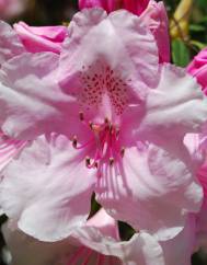 Rhododendron catawbiense