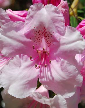 Fotografia 1 da espécie Rhododendron catawbiense no Jardim Botânico UTAD