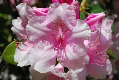 Fotografia da espécie Rhododendron catawbiense