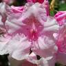 Fotografia 1 da espécie Rhododendron catawbiense do Jardim Botânico UTAD