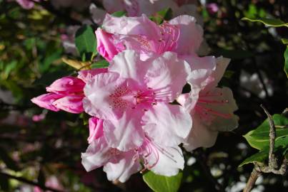 Fotografia da espécie Rhododendron catawbiense