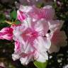 Fotografia 2 da espécie Rhododendron catawbiense do Jardim Botânico UTAD