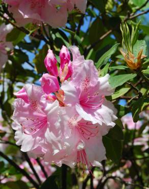 Fotografia 3 da espécie Rhododendron catawbiense no Jardim Botânico UTAD
