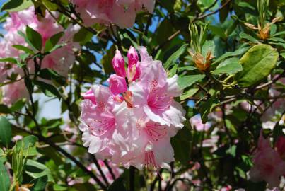 Fotografia da espécie Rhododendron catawbiense