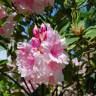 Fotografia 3 da espécie Rhododendron catawbiense do Jardim Botânico UTAD