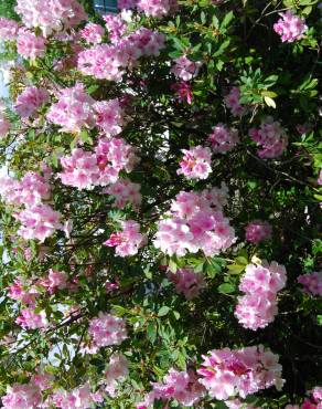 Fotografia 4 da espécie Rhododendron catawbiense no Jardim Botânico UTAD