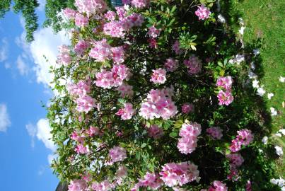Fotografia da espécie Rhododendron catawbiense
