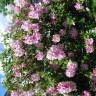 Fotografia 4 da espécie Rhododendron catawbiense do Jardim Botânico UTAD