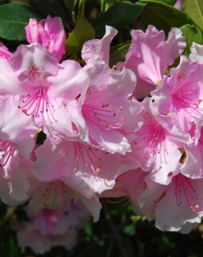 Fotografia 5 da espécie Rhododendron catawbiense no Jardim Botânico UTAD