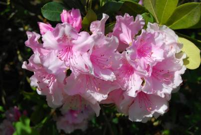 Fotografia da espécie Rhododendron catawbiense