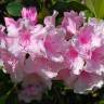 Fotografia 5 da espécie Rhododendron catawbiense do Jardim Botânico UTAD