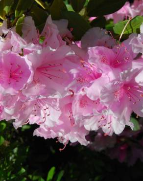 Fotografia 6 da espécie Rhododendron catawbiense no Jardim Botânico UTAD