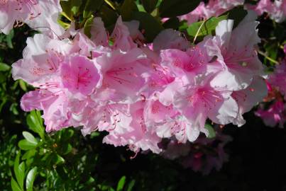 Fotografia da espécie Rhododendron catawbiense