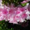 Fotografia 6 da espécie Rhododendron catawbiense do Jardim Botânico UTAD