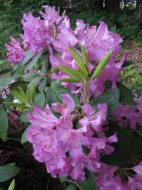 Fotografia da espécie Rhododendron catawbiense