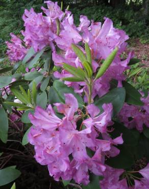 Fotografia 7 da espécie Rhododendron catawbiense no Jardim Botânico UTAD