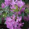 Fotografia 7 da espécie Rhododendron catawbiense do Jardim Botânico UTAD