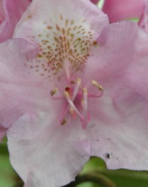 Fotografia 9 da espécie Rhododendron catawbiense no Jardim Botânico UTAD