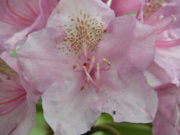 Fotografia da espécie Rhododendron catawbiense