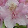 Fotografia 9 da espécie Rhododendron catawbiense do Jardim Botânico UTAD