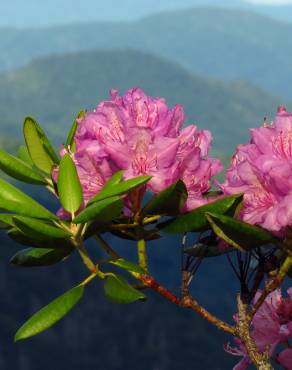 Fotografia 10 da espécie Rhododendron catawbiense no Jardim Botânico UTAD