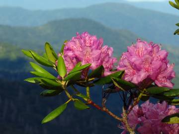 Fotografia da espécie Rhododendron catawbiense