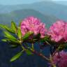 Fotografia 10 da espécie Rhododendron catawbiense do Jardim Botânico UTAD