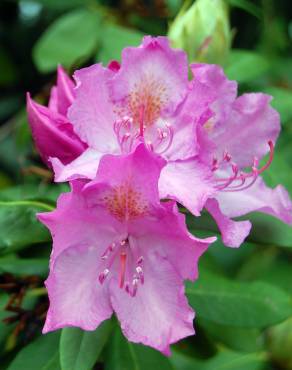 Fotografia 11 da espécie Rhododendron catawbiense no Jardim Botânico UTAD