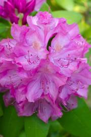 Fotografia da espécie Rhododendron catawbiense