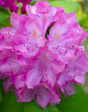 Fotografia 12 da espécie Rhododendron catawbiense no Jardim Botânico UTAD