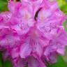 Fotografia 12 da espécie Rhododendron catawbiense do Jardim Botânico UTAD