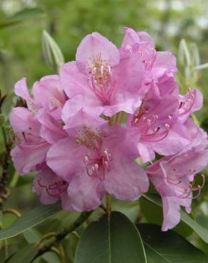 Fotografia 13 da espécie Rhododendron catawbiense no Jardim Botânico UTAD