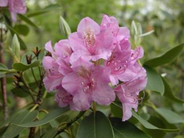 Fotografia da espécie Rhododendron catawbiense