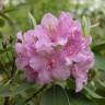 Fotografia 13 da espécie Rhododendron catawbiense do Jardim Botânico UTAD