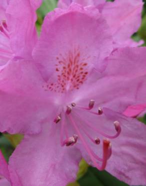 Fotografia 14 da espécie Rhododendron catawbiense no Jardim Botânico UTAD