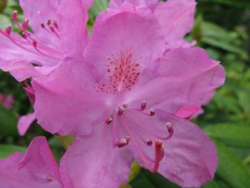 Fotografia da espécie Rhododendron catawbiense