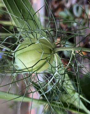 Fotografia 25 da espécie Nigella damascena no Jardim Botânico UTAD