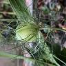 Fotografia 25 da espécie Nigella damascena do Jardim Botânico UTAD