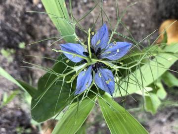 Fotografia da espécie Nigella damascena