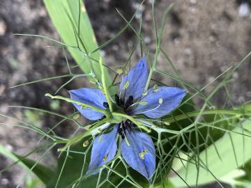 Fotografia da espécie Nigella damascena