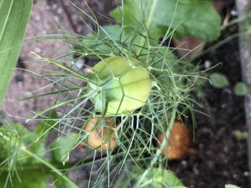 Fotografia da espécie Nigella damascena